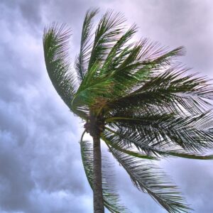 Palm tree blowing in a storm