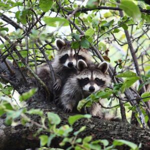 Two racoons in a tree