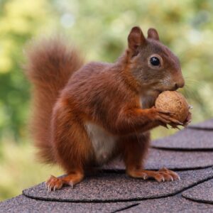 Squirrel standing on a roof holding a tree nut